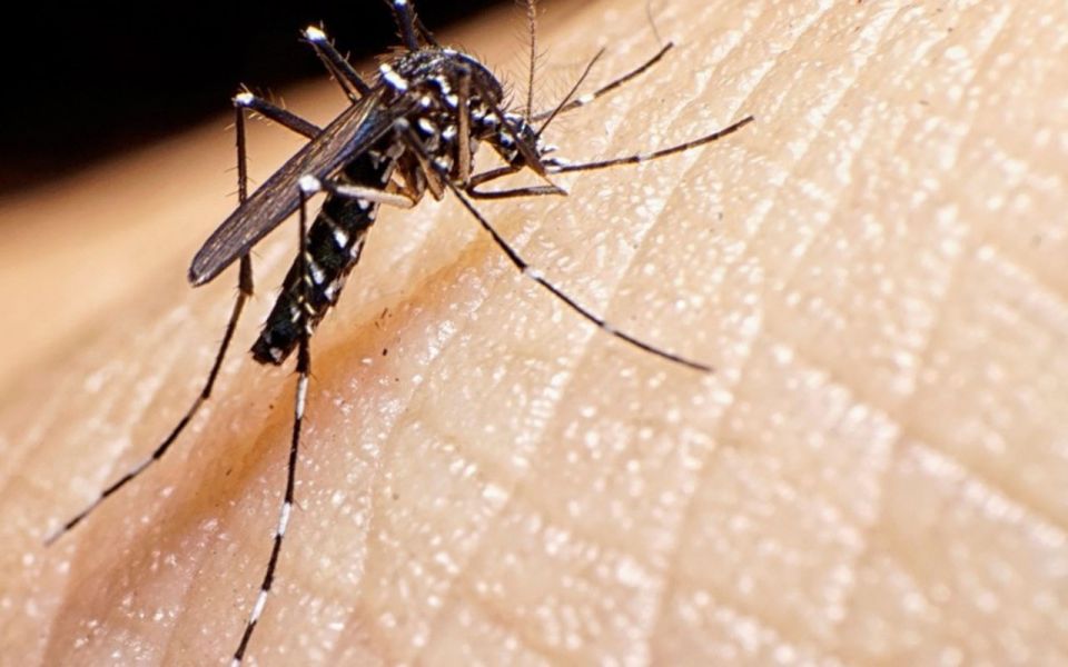 Aumento alarmante de casos de dengue en Salta