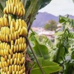 Productores bananeros alertan que la desregulación pone en riesgo hasta 3.000 empleos en Salta