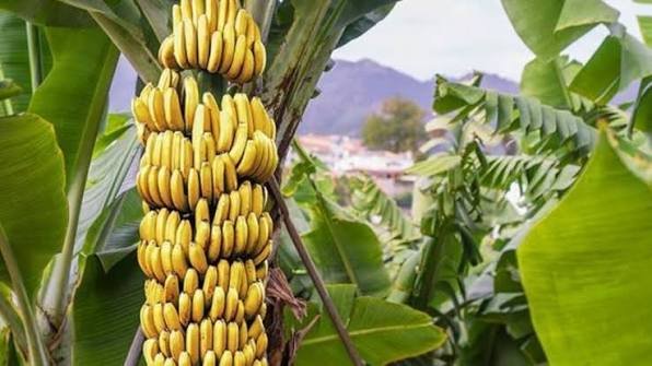 Productores bananeros alertan que la desregulación pone en riesgo hasta 3.000 empleos en Salta
