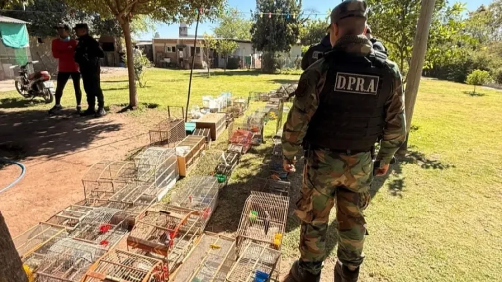 San Agustín: La Policía secuestró 24 aves silvestres mantenidas en cautiverio
