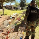 San Agustín: La Policía secuestró 24 aves silvestres mantenidas en cautiverio